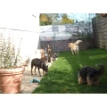 Die Kleine Hundepension Grabenst&auml;tt