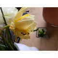 Die Margeritte B&ouml;ttjer H. Osterholz-Scharmbeck