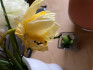 Logo Die Margeritte Böttjer H.