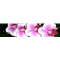 Logo Die Orchidee