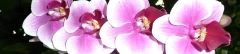 Logo Die Orchidee