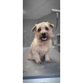 Die Terrier Boutique Inh. Sven vom Scheidt Berlin