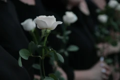 Die weiße Lilie Bestattungsdienst Stuttgart
