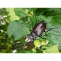 Welch seltener Gast in unserem Garten ein Hirschk&auml;fer