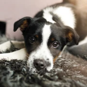 DINGO Hundebetreuung - Gassiservice | Hundeausführservice | Dog Walking | Berlin