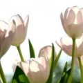 Logo Kreisler, Andrea Dipl.-Psych. von