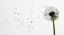 Logo Dirk Gottschalk Psychologischer Psychotherapeut