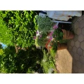 Dirk Zehle Gartenbau Aken