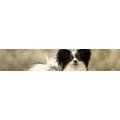 Logo Dog-Dojo - mobile Hundeschule