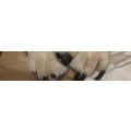 Logo Dog Physio Petra Jung-Cerny