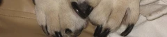 Logo Dog Physio Petra Jung-Cerny