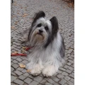 Dog&rsquo;s Life & Style, Lea Doreen Buchholz Schwentinental