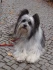 Logo Dog&rsquo;s Life & Style, Lea Doreen Buchholz