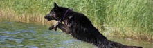 Logo Dog-Time Hundeschule