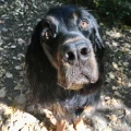 Dogjack24 Verena Pick Witten
