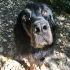 Logo Dogjack24 Verena Pick