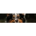 Logo dogs in motion Sarah Zirnstein