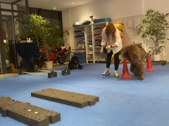 dogsphysio Praxis für Hunde-Physiotherapie Sabine Harrer Aschau