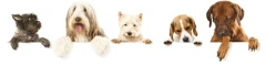Logo dogstyle & wellness