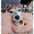 Doll Valesca Zertifizierte Hundephysiotherapeutin Meerbusch
