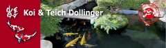 Logo Dollinger Koi u. Teich
