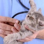 Dr. Doris Schwer Praktische Tierärztin Kleintierpraxis Fuchstal