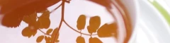 Logo Dr. Dunja Petersen Praxis für traditionelle chinesische Medizin