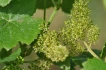Logo Dr. Eribert Benz Weingut Kirchberghof