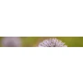 Logo Lehrhaupt, Linda Dr.