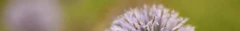 Logo Dr. Linda Lehrhaupt Meditationszentrum