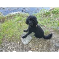 Unser Hund