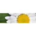 Logo Kolles, Adele Dr.med.dent.