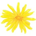 Logo Stijohann, Anna-Luise Dr.med.dent.