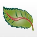 Logo Triebel-Regenhardt, Dana Dr.med.dent.