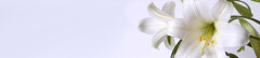 Logo Dr.med. Dorothee Tigges Fachärztin für Frauenheilkunde und Geburtshilfe