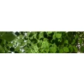 Logo Lingnau, Frank Dr.med.