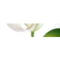 Logo Hedrich, Hans Michael Dr.med.