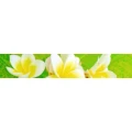 Logo Engel, Karin Dr.med.