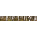 Logo Wellershoff, Matthias Dr.med.