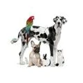 Logo Sommer, Anja Dr.med.vet.