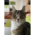 Dr.med.vet. Astrid Fritzenschaf Tier&auml;rztin Karlsruhe