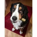 Dr.med.vet. Axel Kremer Tierarzt Adendorf