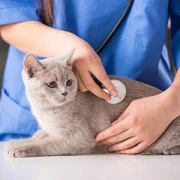 Dr.med.vet. Carina Schirm Tierarztpraxis Lohmen
