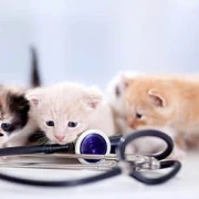 Dr.med.vet. Cindy Enders Tierarztpraxis für Kleintiere Freiberg