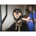 Logo Walsleben, Joanna Dr. med.vet.