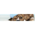Logo Oelfken, Klaus Dr.med.vet.
