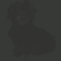 Logo Starker, Laura Dr.med.vet.