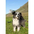 Dr.med.vet. Martin Mayer Tierarzt Waiblingen