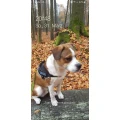 Dr.med.vet. Michaela Boxhammer Tier&auml;rztin Berlin