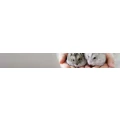 Logo Dr.med.vet. Nicole Prehn Tier&auml;rztin